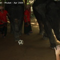 20090417 Half Day Safari - Elephant  24 of 57 